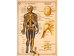 Cartel gabinete sanitario 1: el esqueleto (Coty, Barcelona, dcada 1970) - Pieza IG: 4836/1