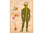 Cartel gabinete sanitario 3: los nervios (Coty, Barcelona, dcada 1970) - Pieza IG: 4834/1