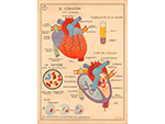 Cartel gabinete sanitario 7: el corazn y la sangre (Coty, Barcelona, dcada 1970) - Pieza IG: 04835/1