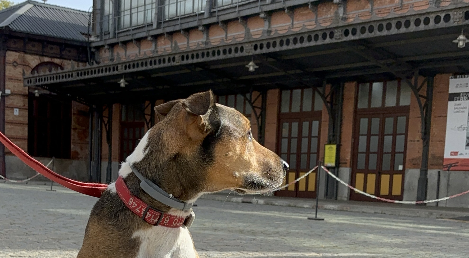 Un Museo dog friendly