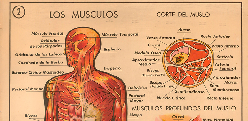 Cartel gabinete sanitario 2: los msculos