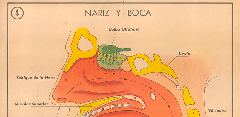 Cartel gabinete sanitario 4: nariz y boca