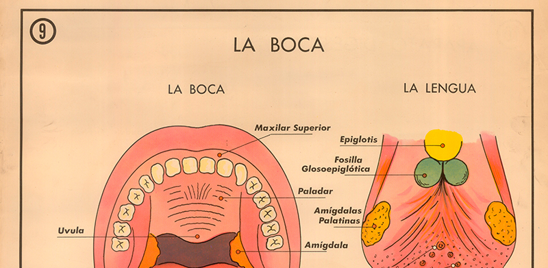 Cartel gabinete sanitario 9: la boca