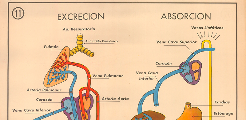 Cartel gabinete sanitario 11: excrecin y absorcin