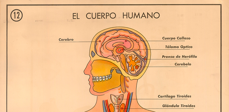 Cartel gabinete sanitario 12: el cuerpo humano